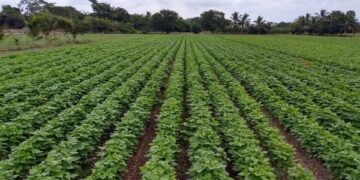 Anuncia la SAYG programa estatal de apoyo a productores de frijol otoño invierno 2022-23