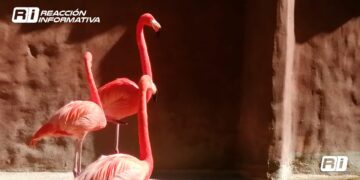 Listo el Zoológico de Culiacán para recibir visitantes esta semana santa