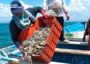 Se invertirán 14 mdp para la inspección y vigilancia en la veda del camarón