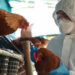 Registran primera muerte por gripe aviar H3N8