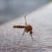 OMS alerta aumento en casos de peligrosa enfermedad transmitida por mosquitos