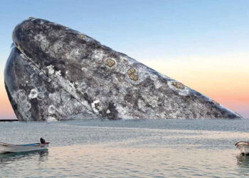 Ballena gris recorre 10 mil kilómetros desde Alaska
