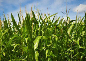 Agro de México advierte riesgo por cierre de financiera rural del Gobierno