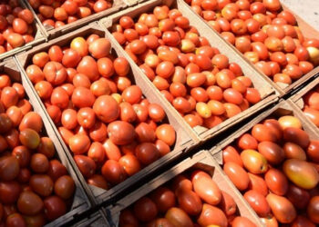 Exportaciones agroalimentarias aumentan 11.5 por ciento en febrero