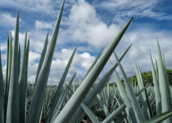 Presentan queja contra México en el marco del T-MEC por cultivo masivo de agave