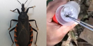 Chinche besucona o enfermedad de Chagas ataca Oaxaca; más de 100 casos al año