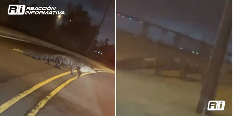 Enorme caimán sorprende a conductor en carretera de Louisiana