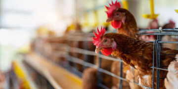 México se enfrenta a riesgo sanitario por influenza aviar y peste porcina africana