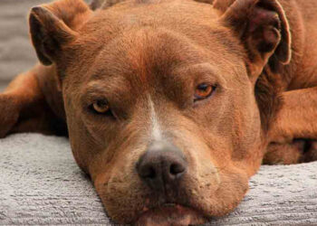Mujer muere tras ser atacada por su perro pitbull en Guanajuato