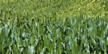 Científicos de EU ‘apoyan’ a AMLO: Maíz transgénico es inseguro, aseguran