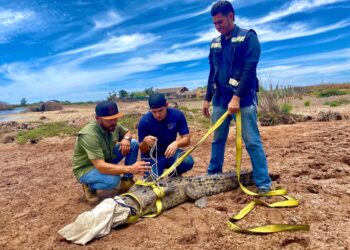 Reubican dos cocodrilos acutus, tras andar merodeando zonas habitacionales