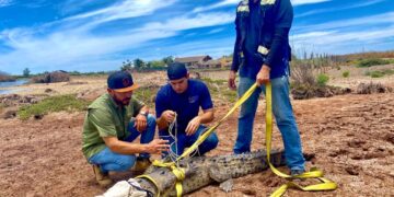 Reubican dos cocodrilos acutus, tras andar merodeando zonas habitacionales