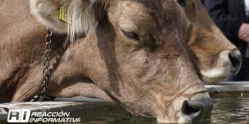 Prevén ganaderos desabastos de agua, construyen 45 abrevaderos en Culiacán