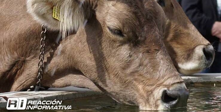 Prevén ganaderos desabastos de agua, construyen 45 abrevaderos en Culiacán