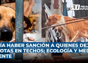 Podría haber sanción a quienes dejen mascotas en los techos con la llegada de altas temperaturas; Ecología y Medio Ambiente