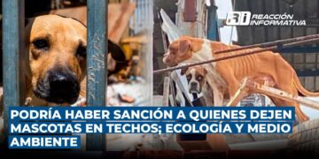 Podría haber sanción a quienes dejen mascotas en los techos con la llegada de altas temperaturas; Ecología y Medio Ambiente