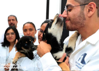 ¡Adopta, no compres! Inauguran en Tepito primer hotel para perros y gatos abandonados