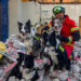 Entrenamiento de perros de rescate cobra popularidad en México debido a sismos