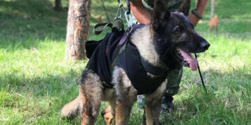 Sedena instalará estatua de Proteo, perro rescatista que murió en Turquía
