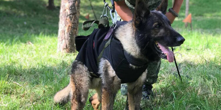 Sedena instalará estatua de Proteo, perro rescatista que murió en Turquía