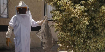 En un mes, Gobierno Municipal de Mazatlán ha rescatado más de 200 mil abejas