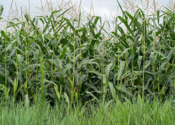 Sector agroalimentario mexicano alista política pública para contrarrestar “crisis” que enfrenta