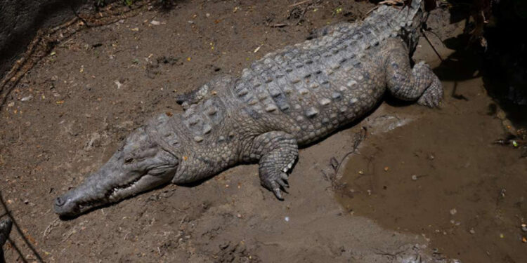 Cuerpo de un pescador desaparecido fue encontrado en el estómago de un cocodrilo