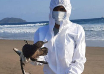 El Niño, no la gripe aviar, provoca muerte de cientos aves en las costas mexicanas