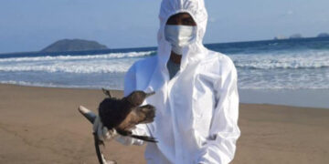 El Niño, no la gripe aviar, provoca muerte de cientos aves en las costas mexicanas