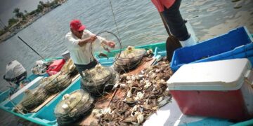 Inicia la captura de la jaiba macho en Sinaloa