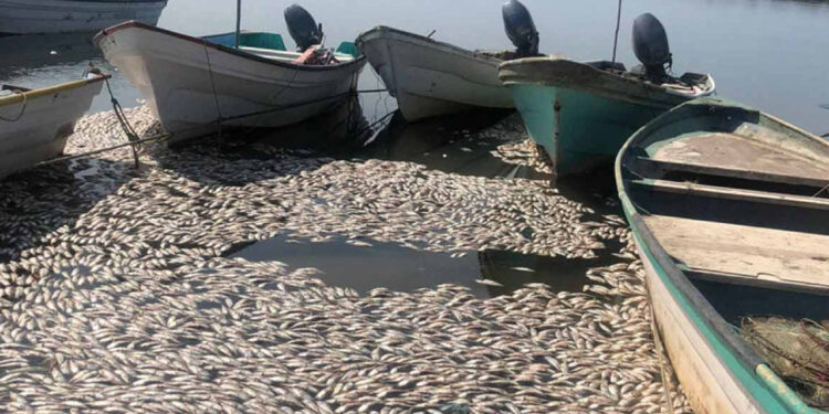Aparecen cientos de sardinas muertas en costas de Sinaloa