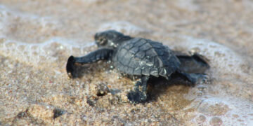 ¡Es oficial! Operadora y Administradora de Playas retoma programa de protección a Tortugas Marinas