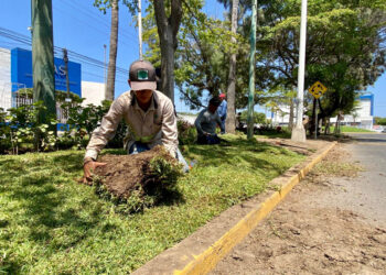 Inicia colocación de pasto en camellones de avenidas principales de la ciudad