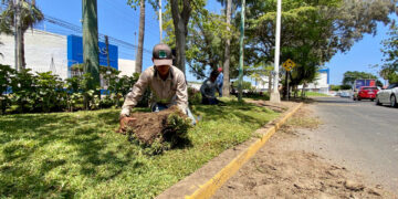 Inicia colocación de pasto en camellones de avenidas principales de la ciudad