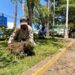 Inicia colocación de pasto en camellones de avenidas principales de la ciudad