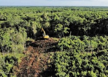 Ambientalistas exigen que Profepa verifique acatamiento de suspensión judicial en obras del Tren Maya