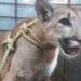 Abandonan a cachorro de puma en Sinaloa, estaba en casa en obra