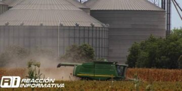 Grandes industriales ya han comprado 1.5 millones de toneladas de maíz blanco: Ramón Gallegos