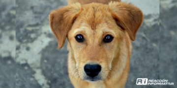 Asesino de perros es condenado a 4 años de cárcel; la sentencia más alta