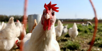 OMS plantea desarrollar vacunas experimentales contra infección humana de gripe aviar