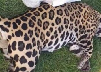Atropellan a jaguar en carretera Playa del Carmen Tulum; se querían llevar el cuerpo