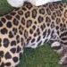 Atropellan a jaguar en carretera Playa del Carmen Tulum; se querían llevar el cuerpo