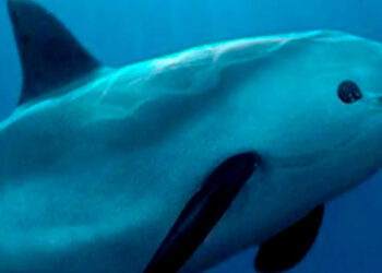 AMLO agradece a Biden por no sancionar México por cuidado de vaquita marina