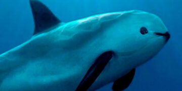 AMLO agradece a Biden por no sancionar México por cuidado de vaquita marina