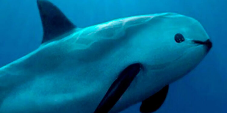 AMLO agradece a Biden por no sancionar México por cuidado de vaquita marina