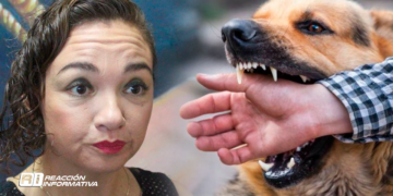 Dueños de perros bravos deben responder por daños causados