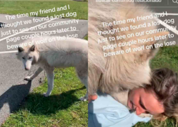 Jóvenes confunden a un lobo con un perrito y hasta juegan con él