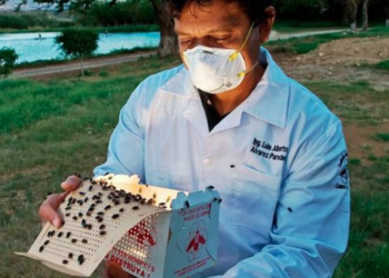 Gusano barrenador: ¿Qué es la plaga que encendió alertas en México por casos en Costa Rica y Panamá?