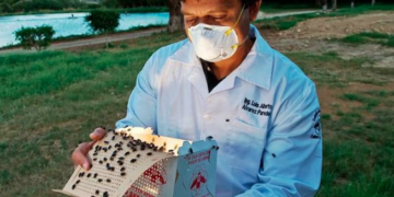 Gusano barrenador: ¿Qué es la plaga que encendió alertas en México por casos en Costa Rica y Panamá?