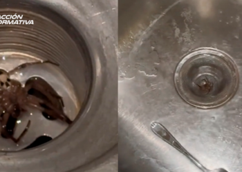 Esa araña está muy fea: Mujer encuentra araña con una calavera en su casa